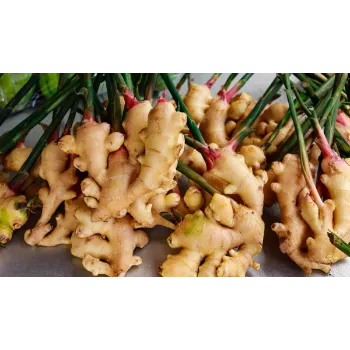 Ginger (36)-6691499-85580.webp